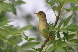 <p>SEDMIHLÁSEK HAJNÍ (Hippolais icterina) - jižní Morava ---- /Icterine warbler - Gelbspötter/</p>